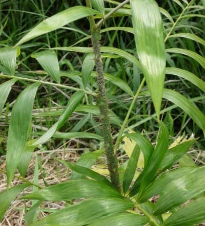 素材のこだわり